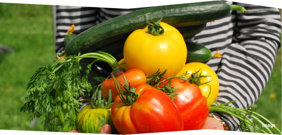 家庭菜園のイメージ画像