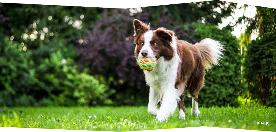 犬のイメージ画像